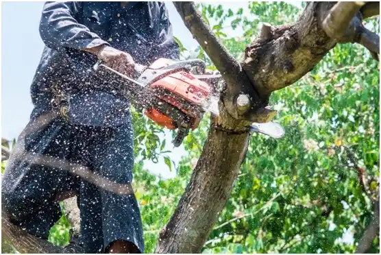 tree services Whitehall